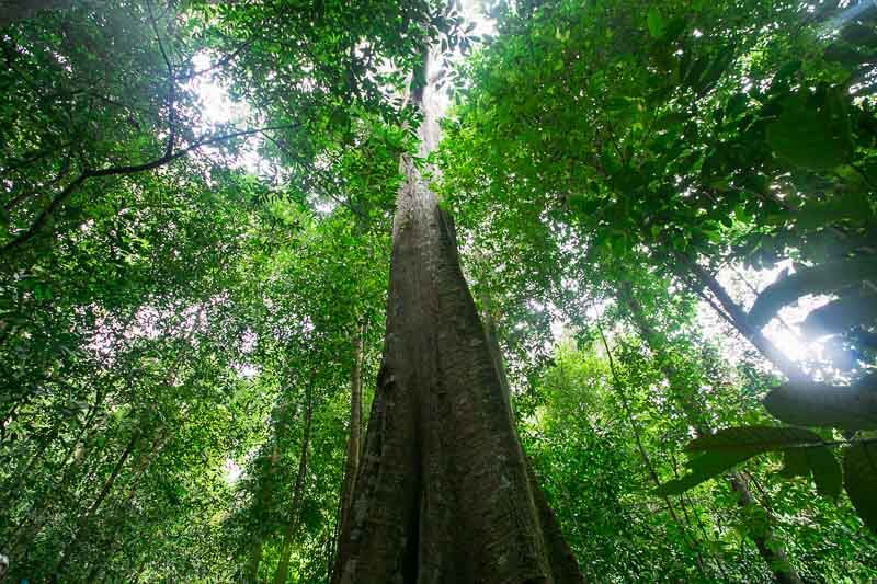 bukit-timah-canopy