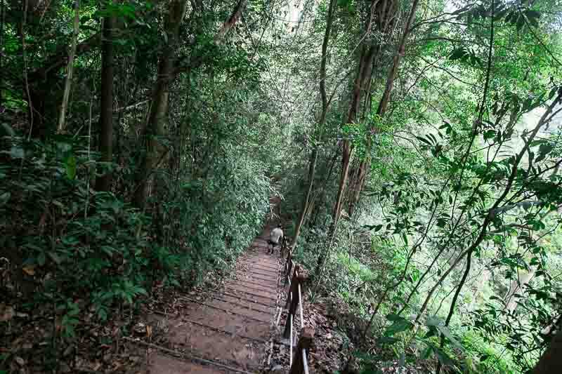 bukit-timah-cave-path-4