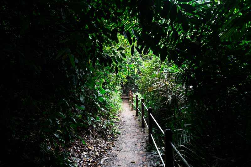 bukit-timah-cave-path-5