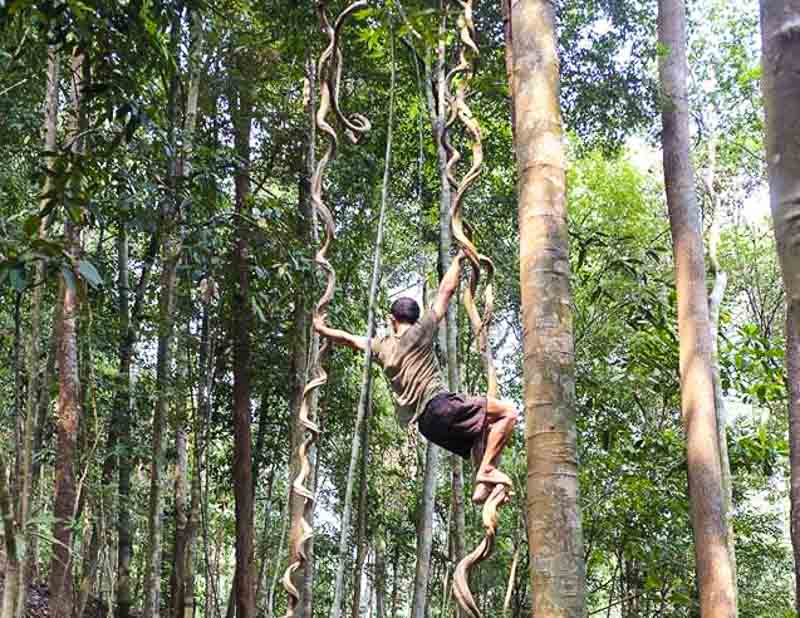 human-naturally-climbing-vines