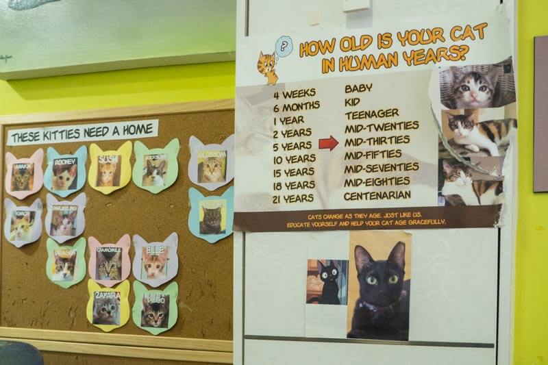 The Cat Museum