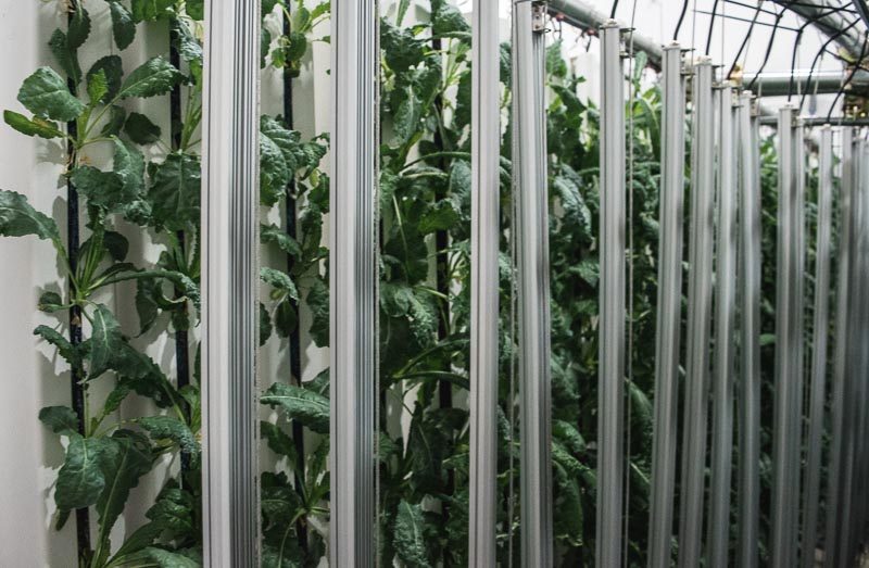 Citizen Farm Singapore