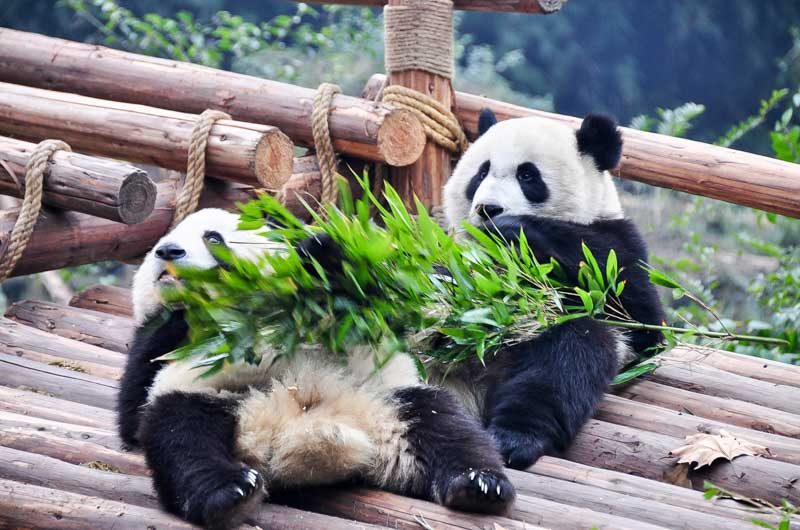 chengdu 6 panda
