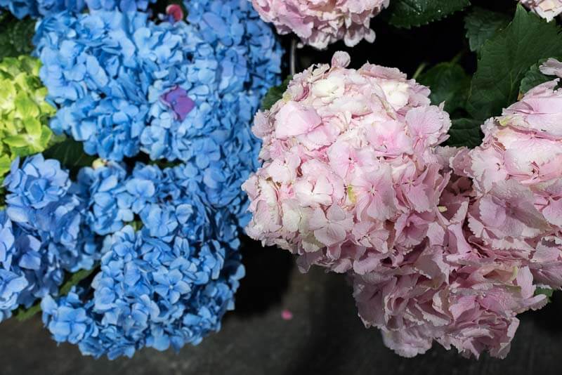 gg fresh flowers resized-5