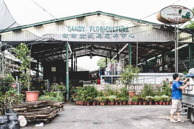 plant nurseries sg candy floriculture-1