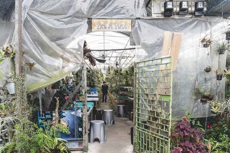 plant nurseries sg pick a plant-1