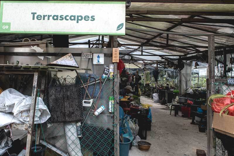 plant nurseries sg terrascapes-1