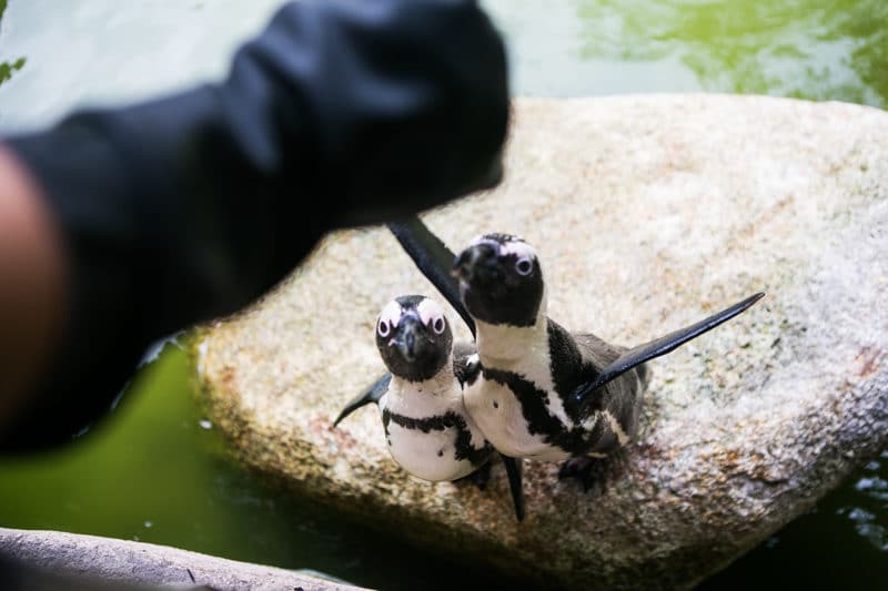 Jurong bird park 1 8