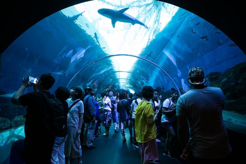 SEA Aquarium Sentosa 1
