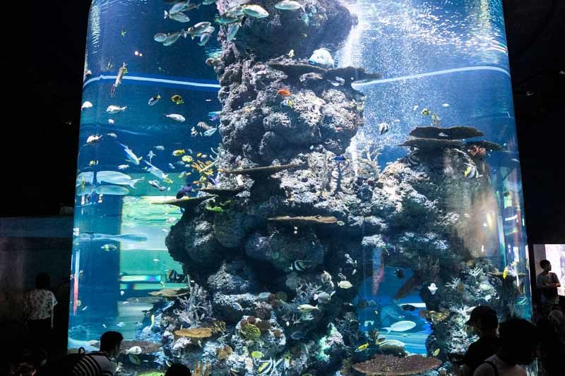 SEA Aquarium Sentosa 3