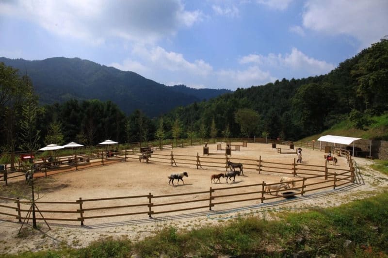 alpaca world 2