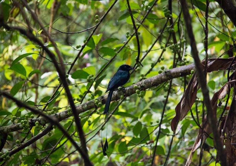 thomson nature park 21