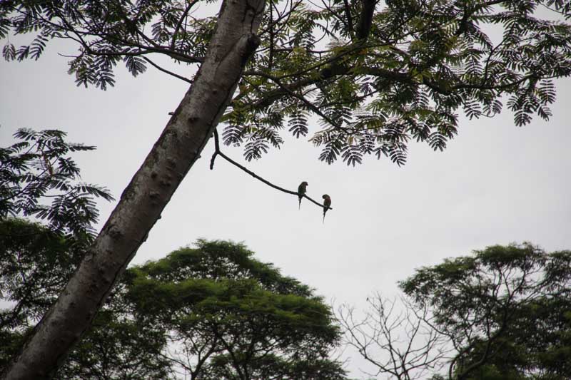 thomson nature park 25